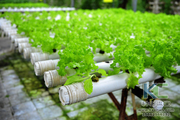 無土栽培，無土栽培技術，無土栽培設備