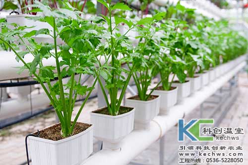 無(wú)土栽培，無(wú)土栽培技術(shù)，無(wú)土栽培設(shè)備