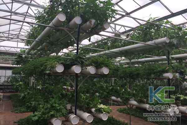 無土栽培技術，無土栽培，溫室大棚，基質栽培
