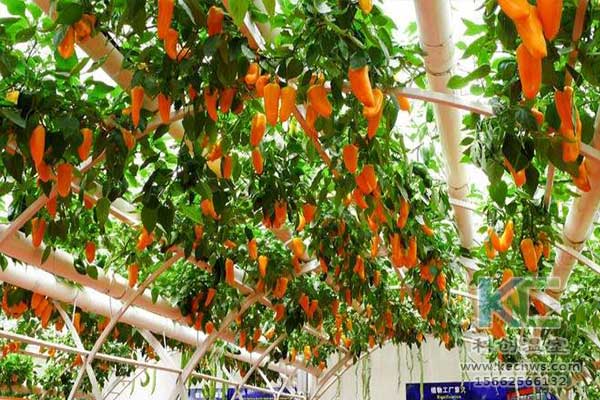 無土栽培，無土栽培技術(shù)，無土栽培設(shè)備