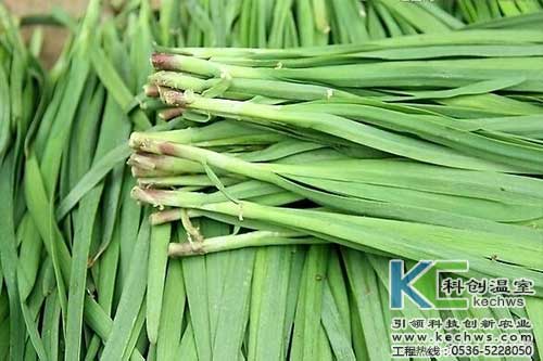 無土栽培，無土栽培技術(shù)，無土栽培設(shè)備