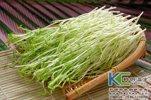 無土栽培,無土栽培技術,無土栽培設備