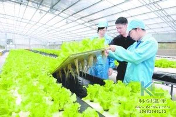 無土栽培，無土栽培技術(shù)，無土栽培設(shè)備