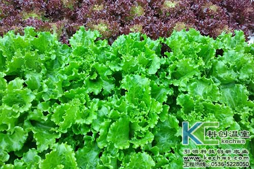 無土栽培，無土栽培技術，無土栽培設備