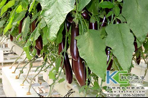 無土栽培，無土栽培技術(shù)，無土栽培設(shè)備