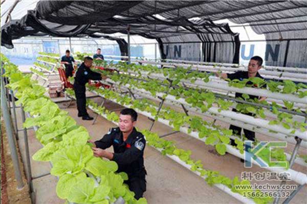 無土栽培，無土栽培技術，無土栽培設備