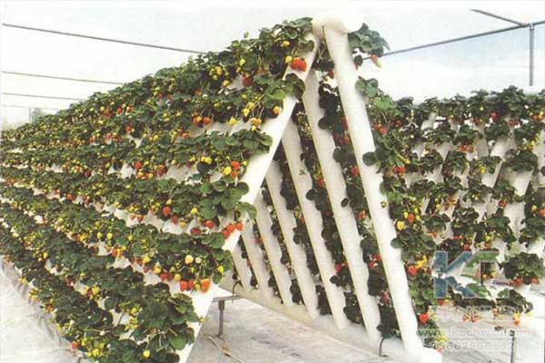 無土栽培，無土栽培技術，無土栽培設備