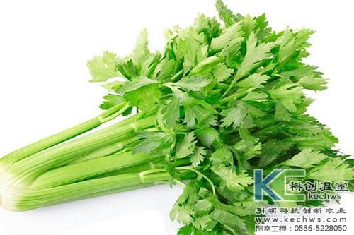 無(wú)土栽培，無(wú)土栽培技術(shù)，無(wú)土栽培設(shè)備