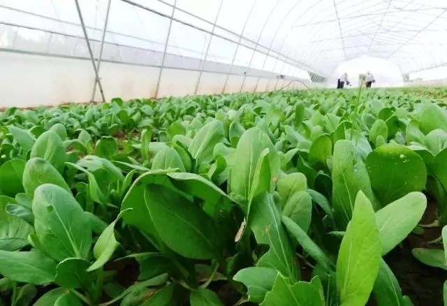 無土栽培，無土栽培技術，無土栽培設備