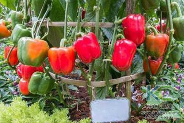 無土栽培，無土栽培技術，無土栽培設備