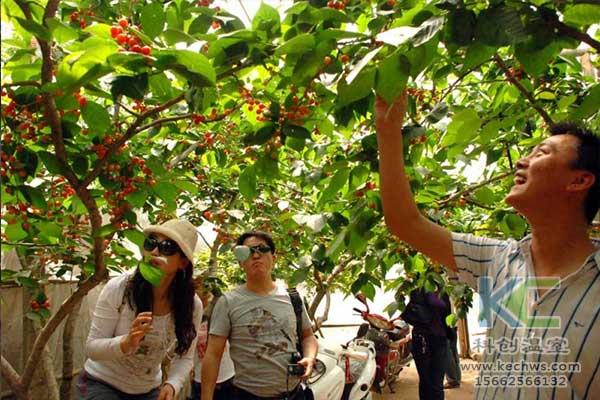 無土栽培，無土栽培技術，無土栽培設備