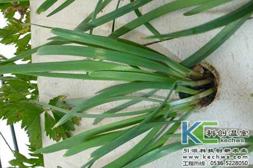 無土栽培，無土栽培技術，無土栽培設備