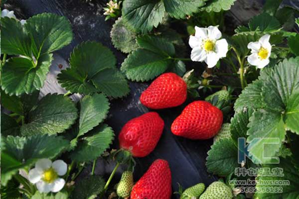 無土栽培，無土栽培技術，無土栽培設備