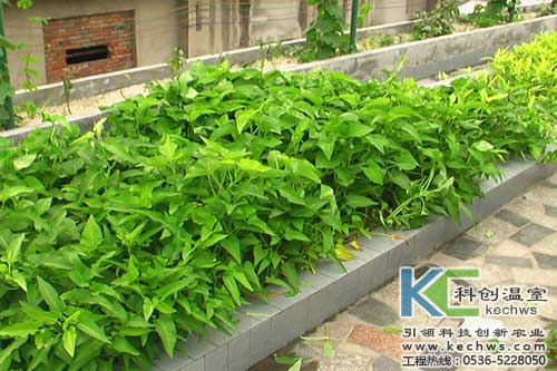 無土栽培，無土栽培技術，無土栽培設備