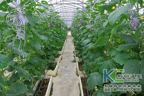 無土栽培，無土栽培技術(shù)，無土栽培設(shè)備