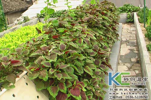 無土栽培，無土栽培技術，無土栽培設備