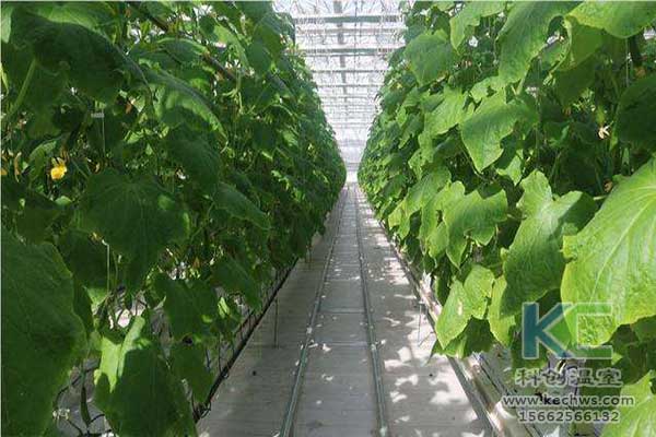 無土栽培，無土栽培技術(shù)，無土栽培設(shè)備