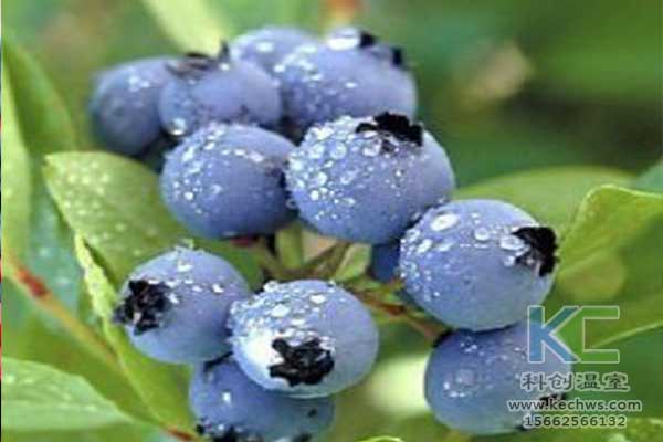 無土栽培，無土栽培技術(shù)，無土栽培設(shè)備