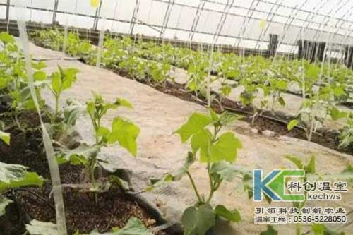 無土栽培，無土栽培技術(shù)，無土栽培設(shè)備