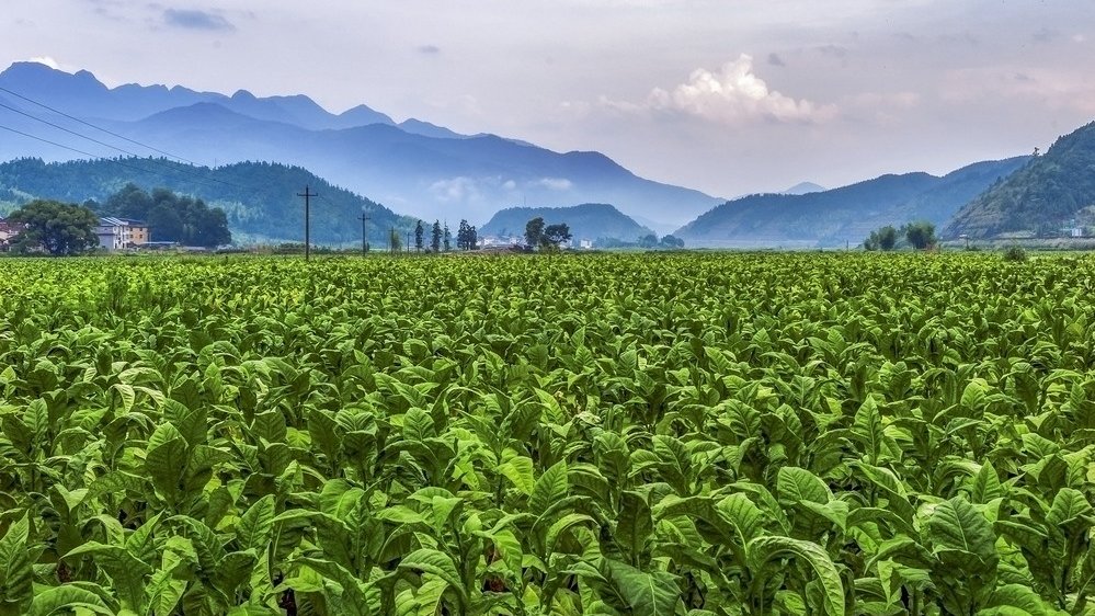 無(wú)土栽培，無(wú)土栽培技術(shù)，無(wú)土栽培設(shè)備