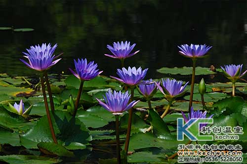 無土栽培，無土栽培技術，無土栽培設備