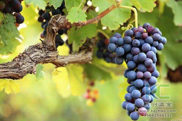 無土栽培,無土栽培技術(shù),無土栽培設(shè)備