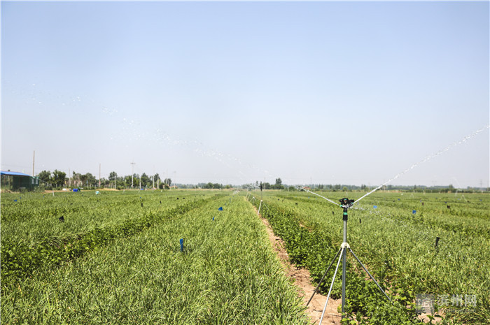 無(wú)土栽培，無(wú)土栽培技術(shù)，無(wú)土栽培設(shè)備