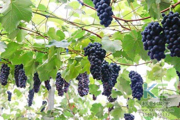 無土栽培,無土栽培技術(shù),無土栽培設(shè)備