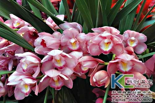 無土栽培，無土栽培技術，無土栽培設備