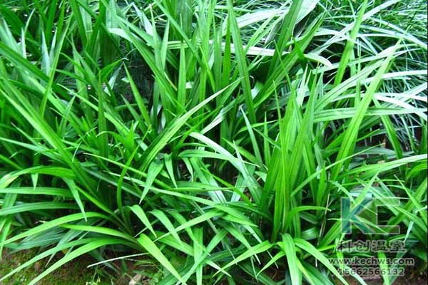 無(wú)土栽培，無(wú)土栽培技術(shù)，無(wú)土栽培設(shè)備