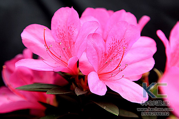 無土栽培，無土栽培技術，無土栽培設備