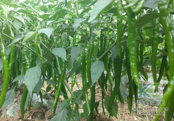 無土栽培，無土栽培技術，無土栽培設備