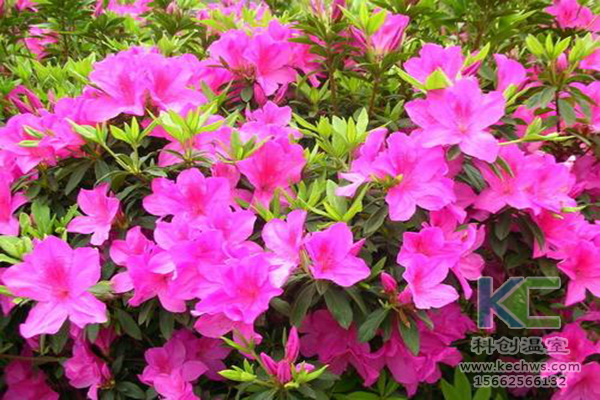 無土栽培，無土栽培技術，無土栽培設備