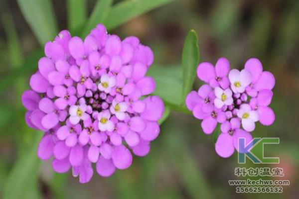 無土栽培，無土栽培技術(shù)，無土栽培設(shè)備