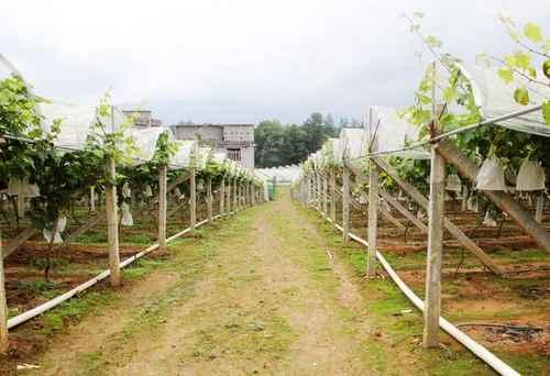 無土栽培，無土栽培技術，無土栽培設備