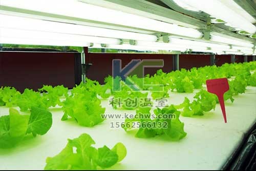 無土栽培，無土栽培技術，無土栽培設備