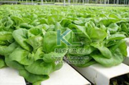 無土栽培，無土栽培技術(shù)，無土栽培設(shè)備