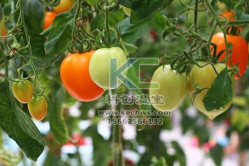 無土栽培，無土栽培技術，無土栽培設備