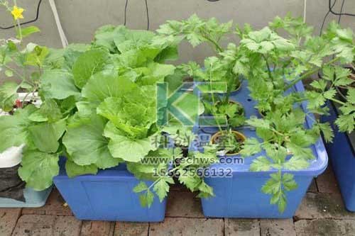 無土栽培，無土栽培技術，無土栽培設備