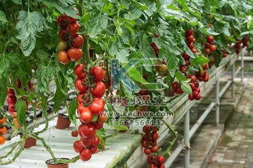 無土栽培，無土栽培技術，無土栽培設備