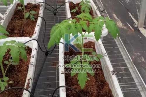 無土栽培，無土栽培技術(shù)，無土栽培設(shè)備