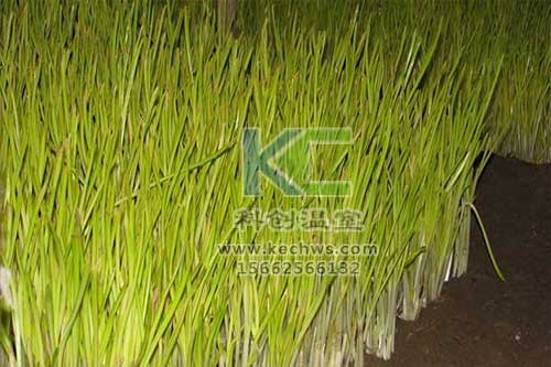 無土栽培，無土栽培技術，無土栽培設備