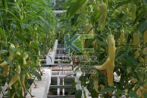 無土栽培，無土栽培技術，無土栽培設備