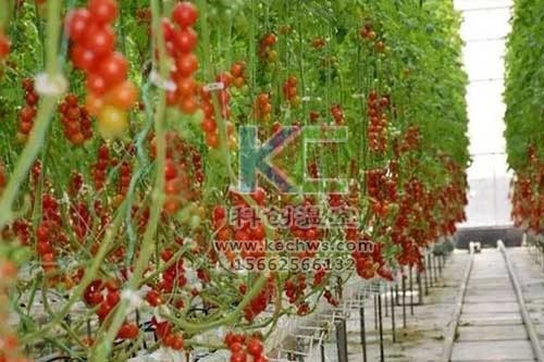 無土栽培，無土栽培技術，無土栽培設備