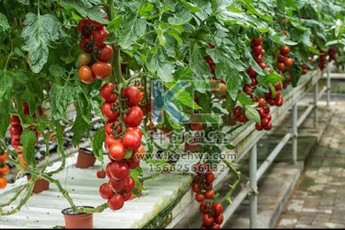 無土栽培，無土栽培技術，無土栽培設備