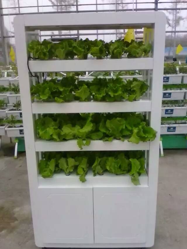 無土栽培，無土栽培技術，無土栽培設備